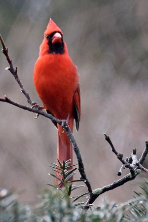 Cardinal